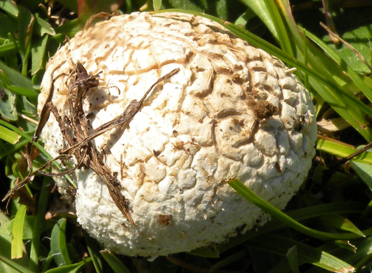 Gastromicete dei prati trentini